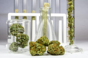 Cannabis Clones and Glaucoma a Natural Approach to Lowering Intraocular Pressure