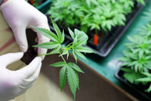 Cannabis Clones and Nausea Vomiting Relief