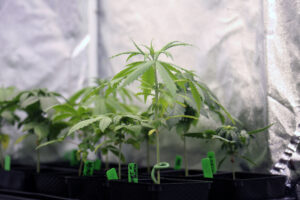Cannabis Clones for Chronic Pain Management