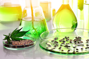 Cannabis Topiary Sculpting with Clones