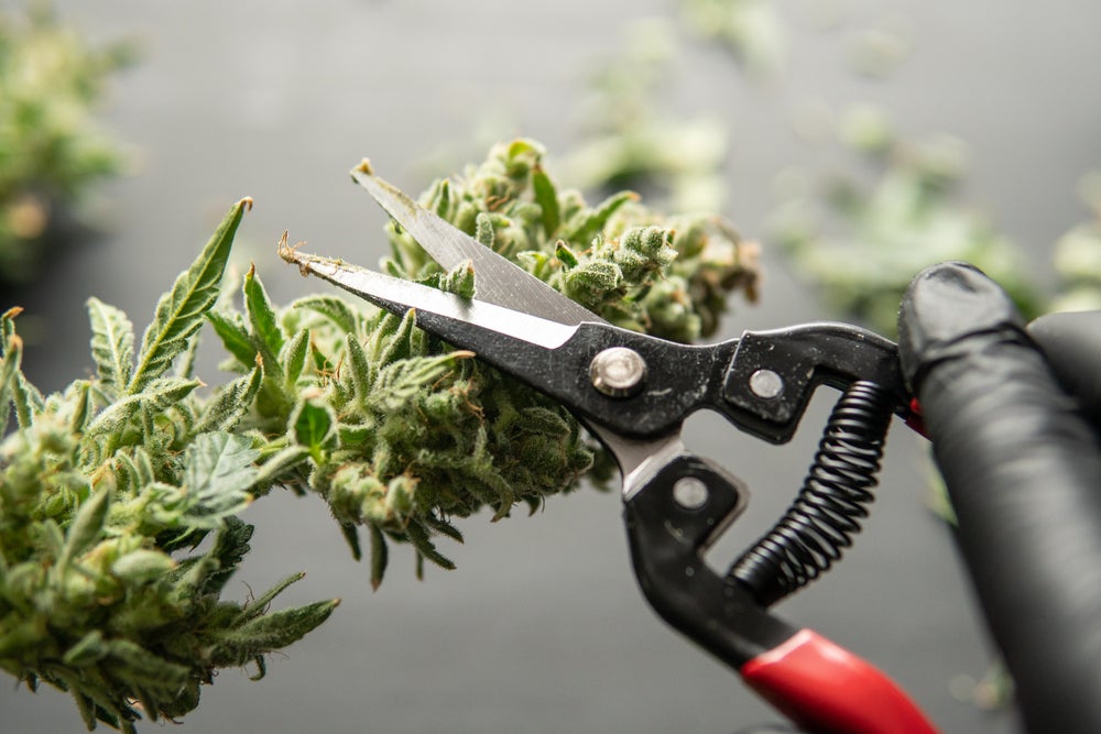How to Trim Cannabis Plants