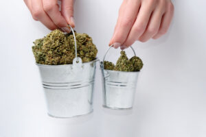 Plant Training Increase your Cannabis Yield
