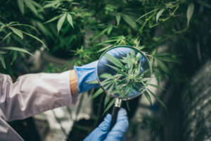 Quality Control Knowing What Goes into Your Cannabis