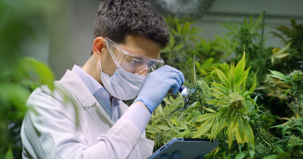 The Endocannabinoid System Unveiling the Science Behind Cannabis Clones'