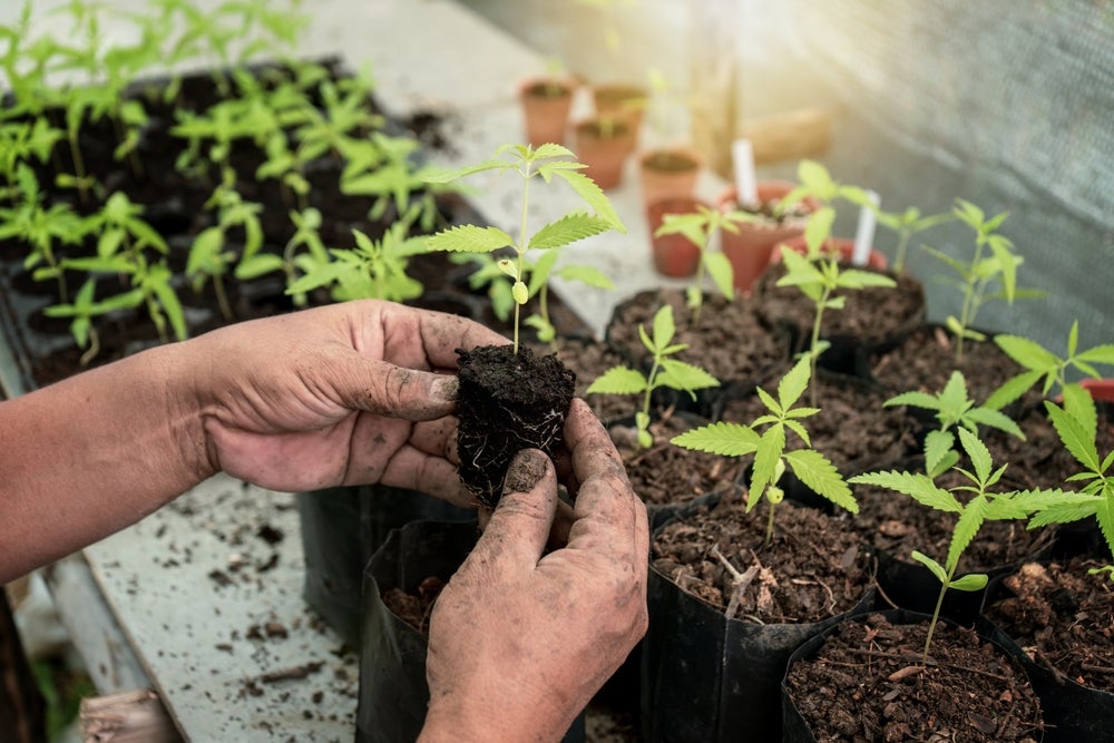 When and How to Transplant Cannabis