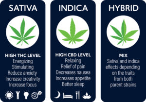 Discover the Most Delicious Cannabis Strains of 2023