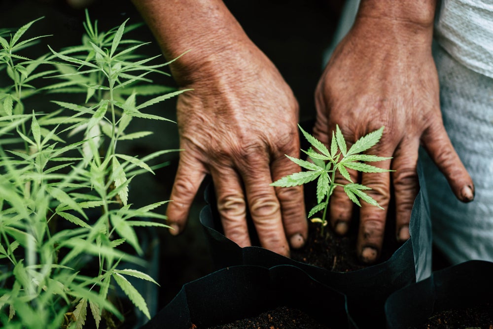 How to Fertilize Cannabis Plants
