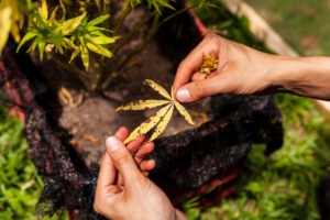 Preventing Common Diseases in Cannabis Growth