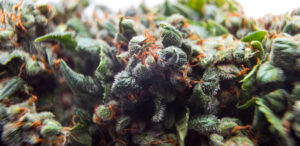 What are Fast Version Cannabis Strains
