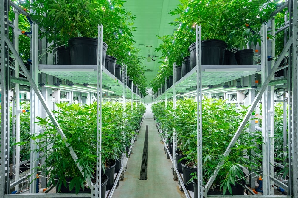 Grow Room Light Cycles to Maximize Cannabis Cloning Success Rates