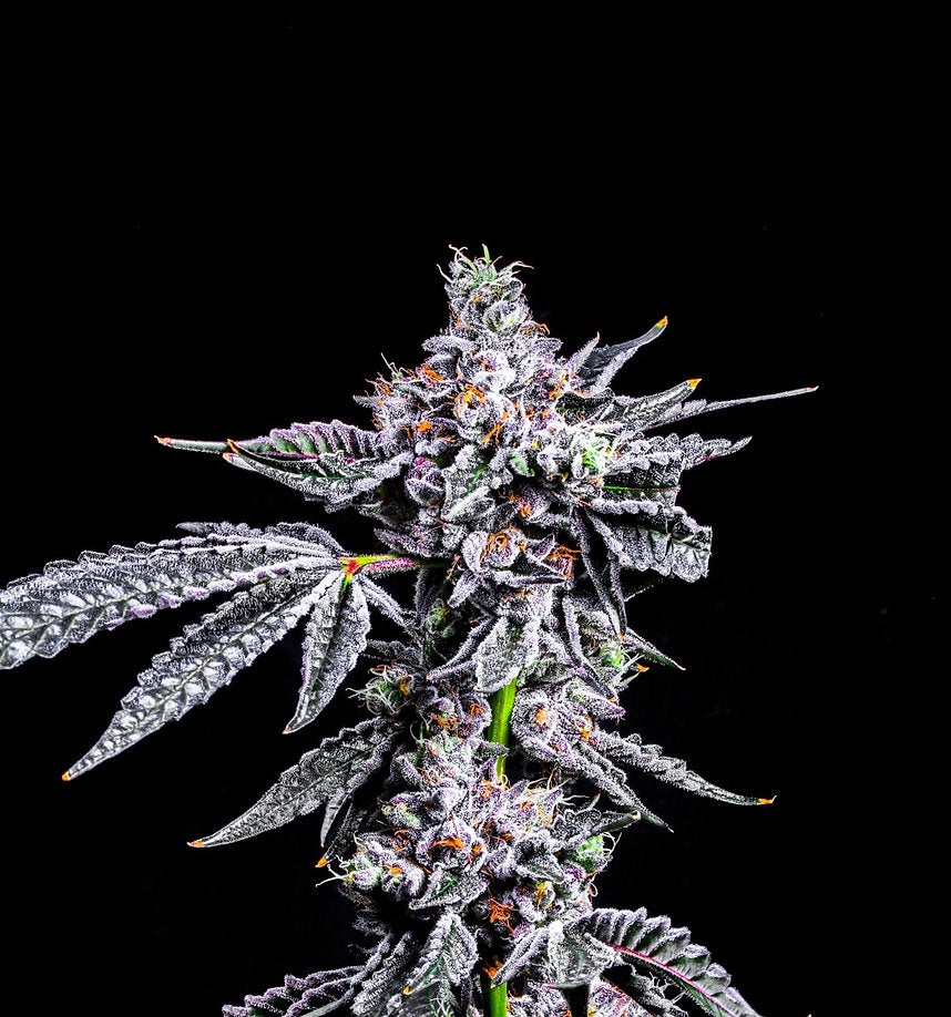Motorbreath The Heavy-Hitting Indica for Restless Nights