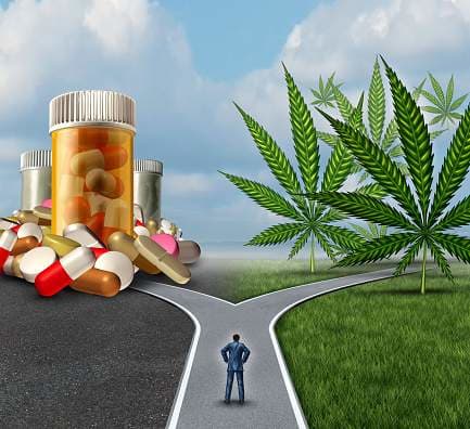 The Benefits of The Plant in Medical Treatment - Mr Clones