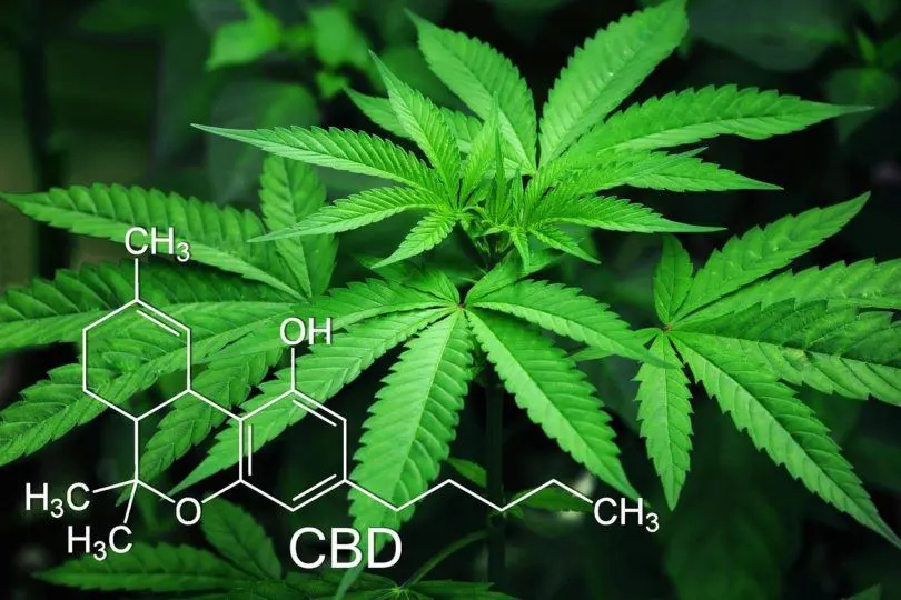 cannabis plant anatomy - Benefits of Cannabis for medical treatment - Mr Clones