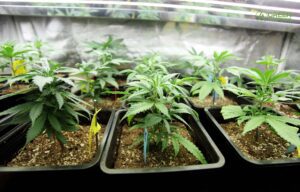 Top 5 Reasons Clones Trump Seeds for Successful Outdoor Cannabis Cultivation