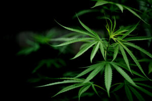 How to Grow Cannabis Clones: A Complete Guide