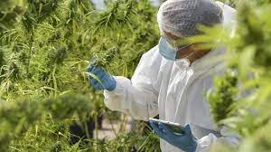 Radiation and Cannabis: Understanding the Risks and Exploring Health-Conscious Alternatives