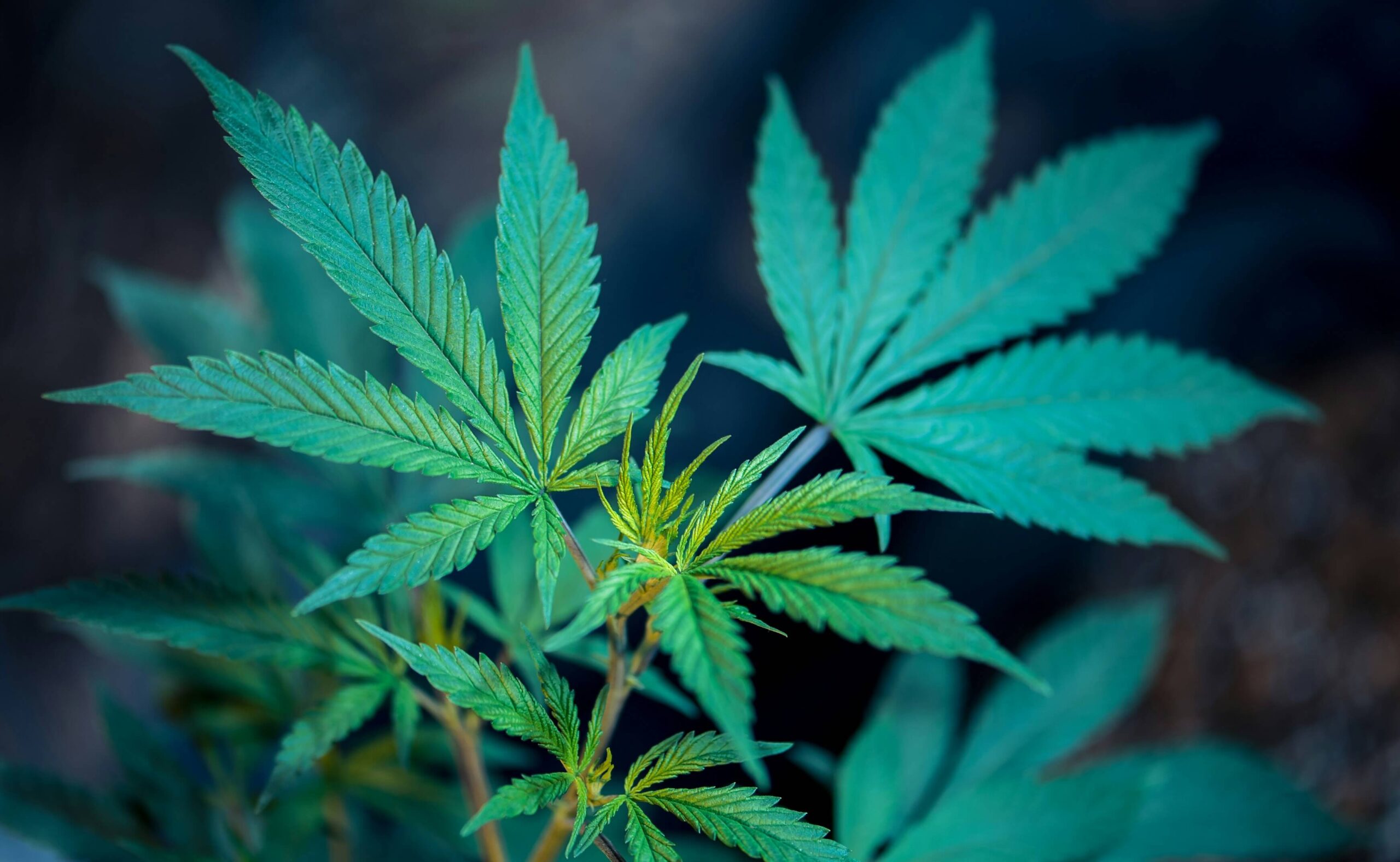 Cannabis Cloning Tips for Successful and Healthy Replication