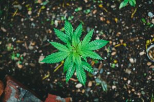 How to Grow Cannabis Clones
