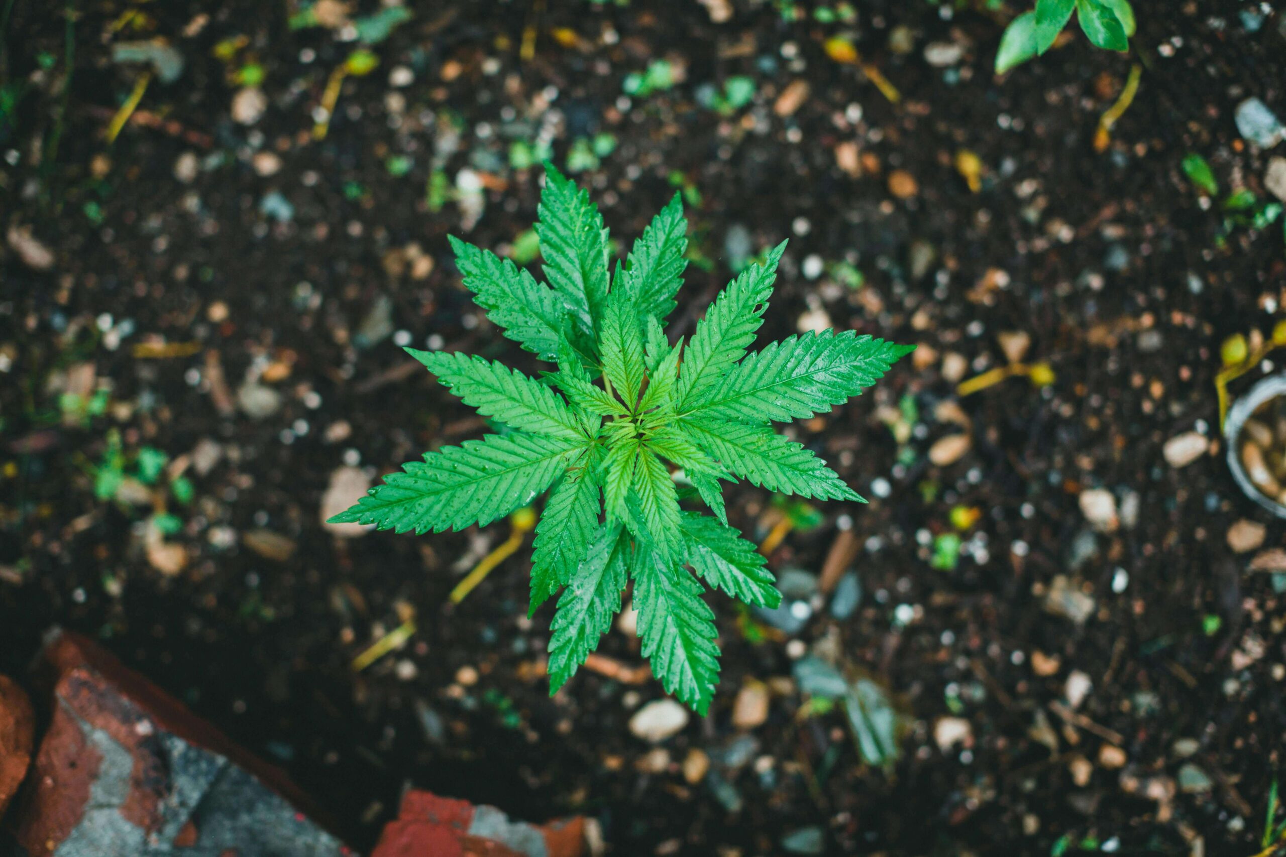 How to Grow Cannabis Clones