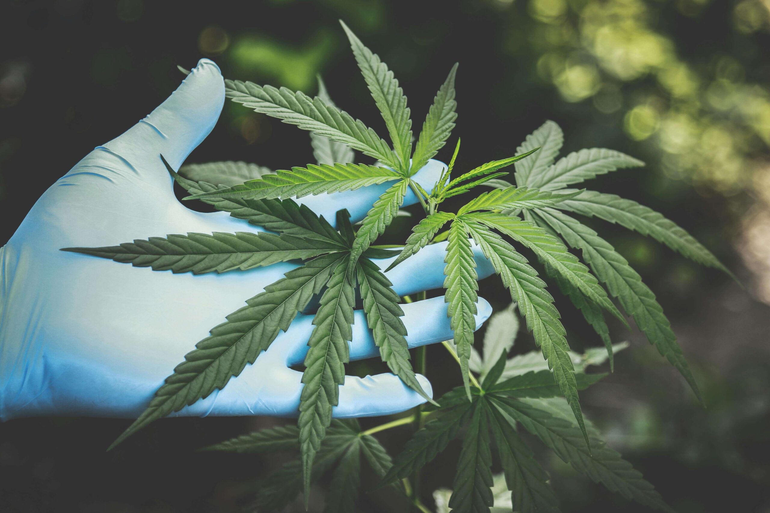 The Advantages: Buying Cannabis Clones Online