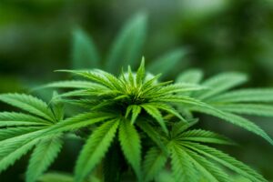 High Quality Cannabis Clones at Mr. Clones