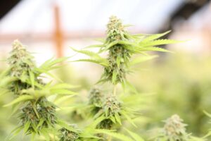 Growing cannabis in harsh climate conditions