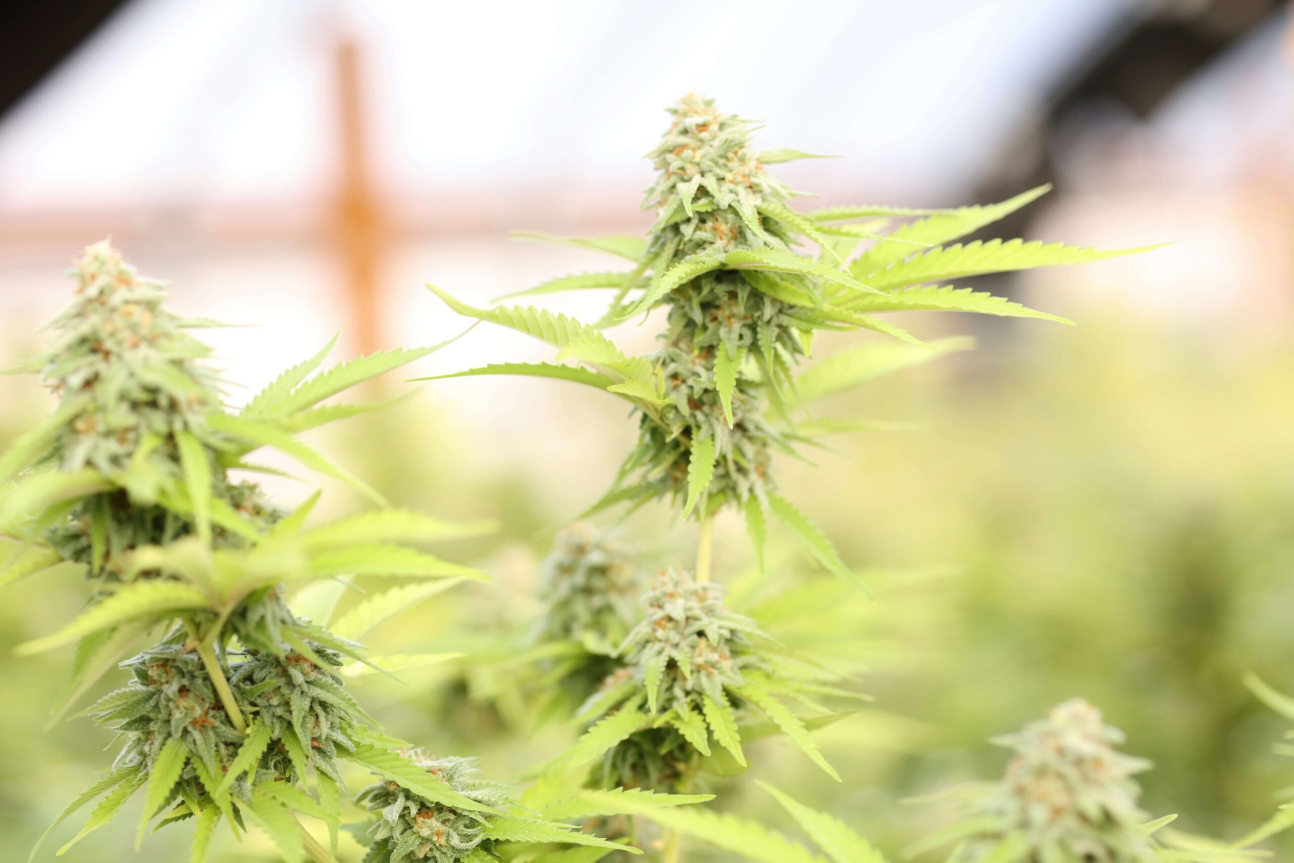 Growing cannabis in harsh climate conditions