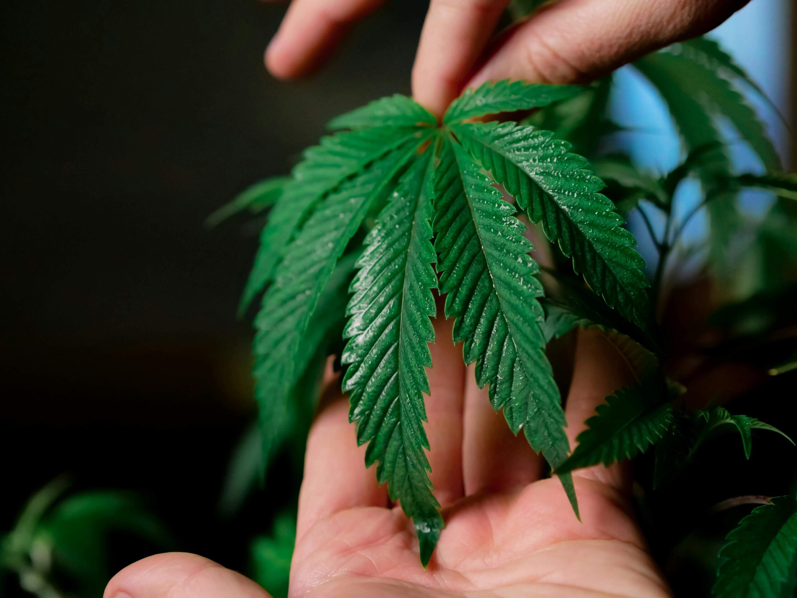 How Long Do Cannabis Clones Take to Root in Water