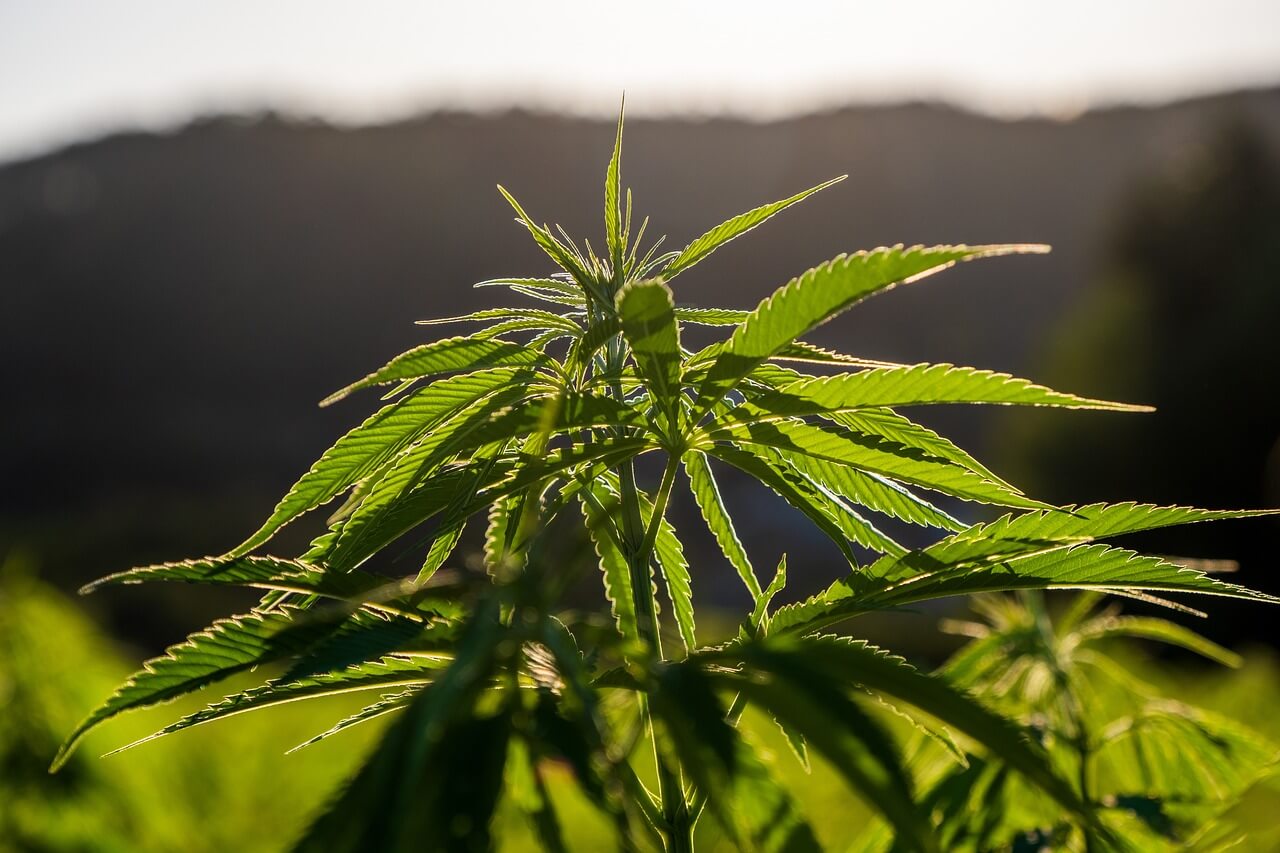 How long do cannabis clones take to start growing