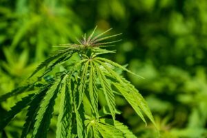 How to Grow Cannabis Clones