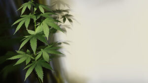Common Mistakes to Avoid When Cloning Cannabis Plants