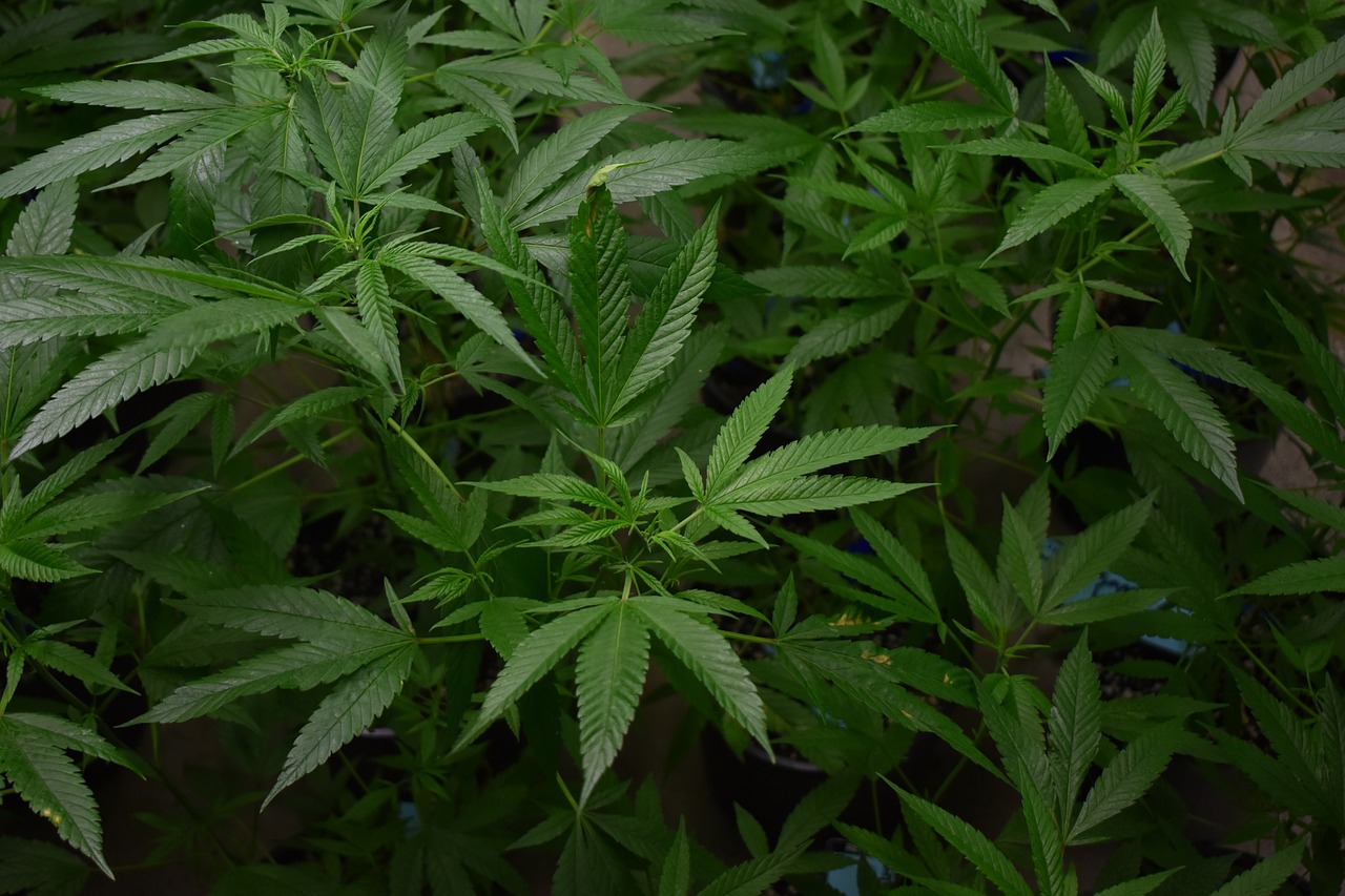 Growing Cannabis Outdoors For Beginners