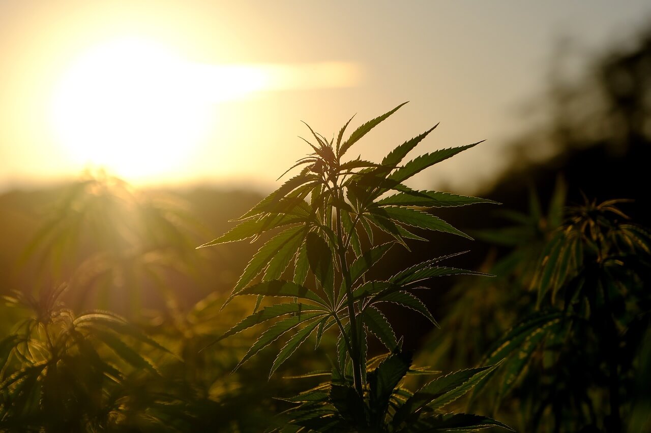 The-Importance-of-Soil-Aeration-and-Drainage-in-Cannabis-Cultivation