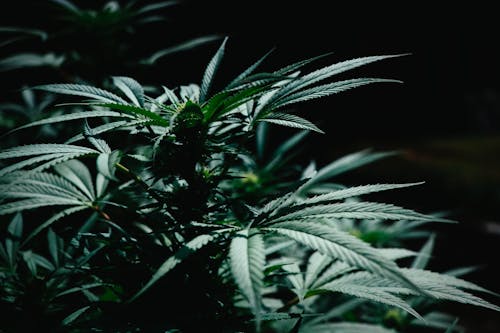 HLVd is for Cannabis Clones