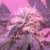 Platinum Rockstar