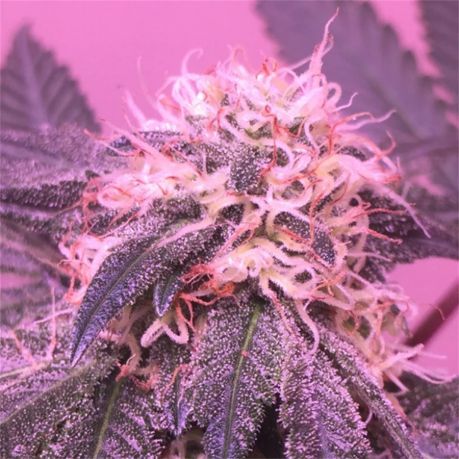 Platinum Rockstar