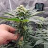 Strawberry Gary Clones
