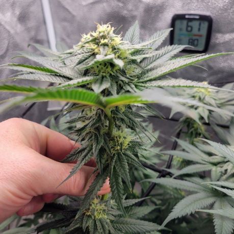 Strawberry Gary Clones