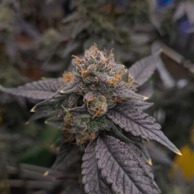 Platinum Rockstar Kush