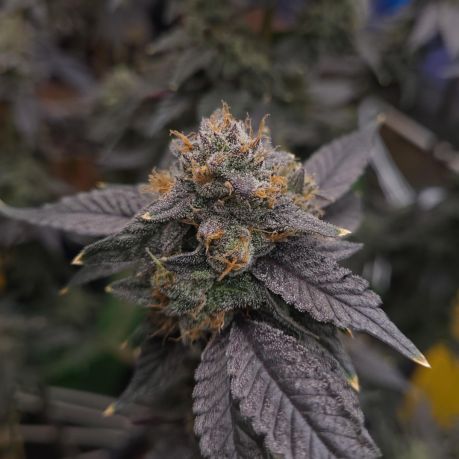 Platinum Rockstar Kush