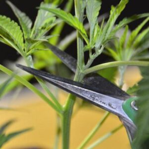 Cannabis-Clones
