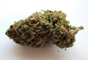 High-Quality Cannabis Clones in Canada