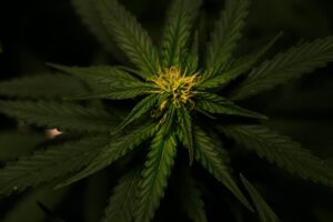Transport Cannabis Clones
