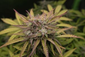 cannabis clones