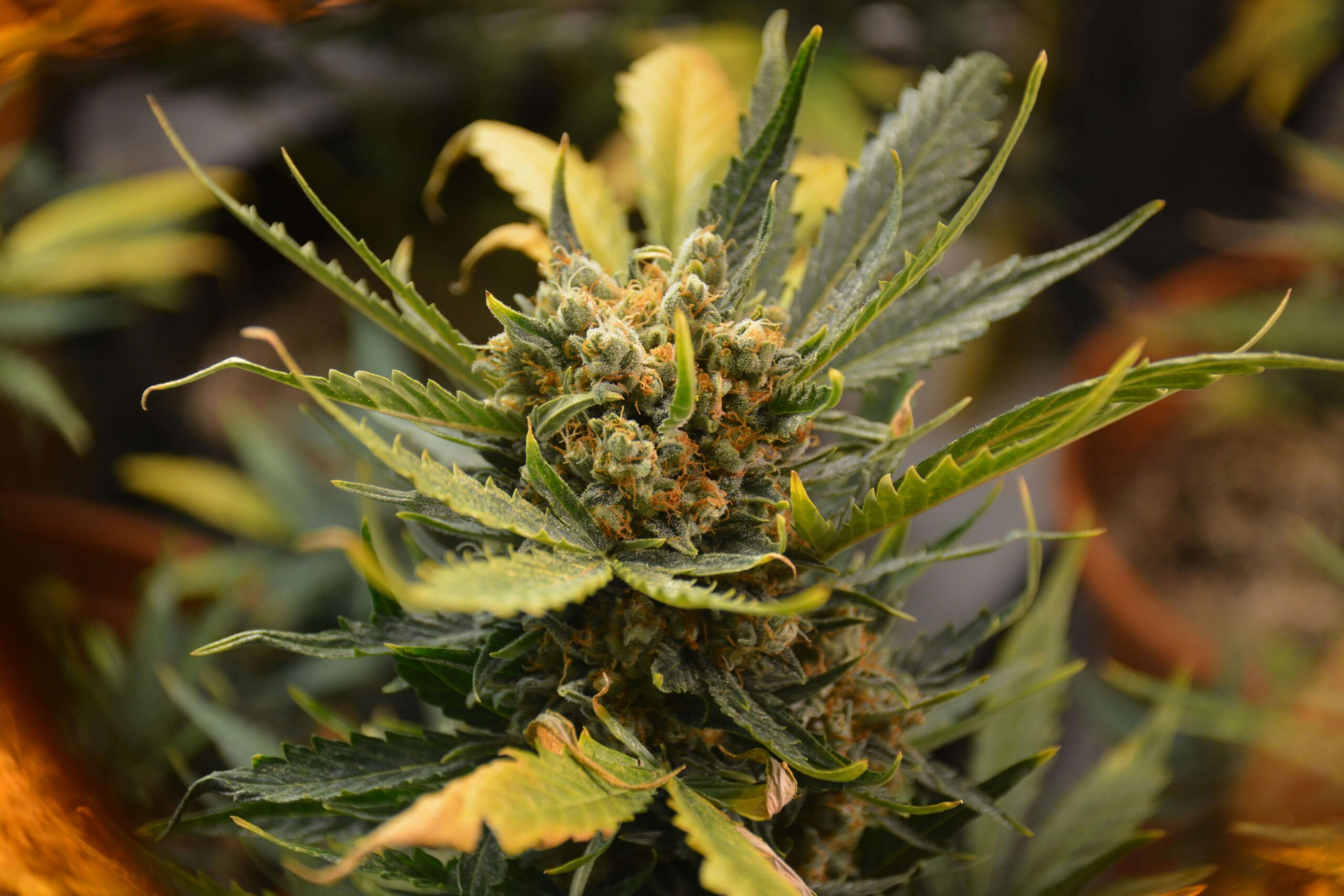 premium cannabis clones