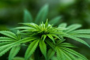 Buying High-Quality Cannabis Clones