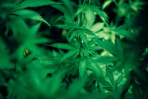 Cannabis Cloning Service