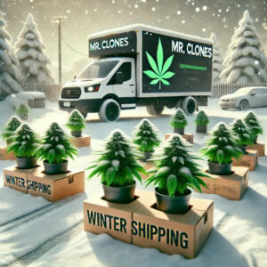 Free shipping in winter - Mr clones