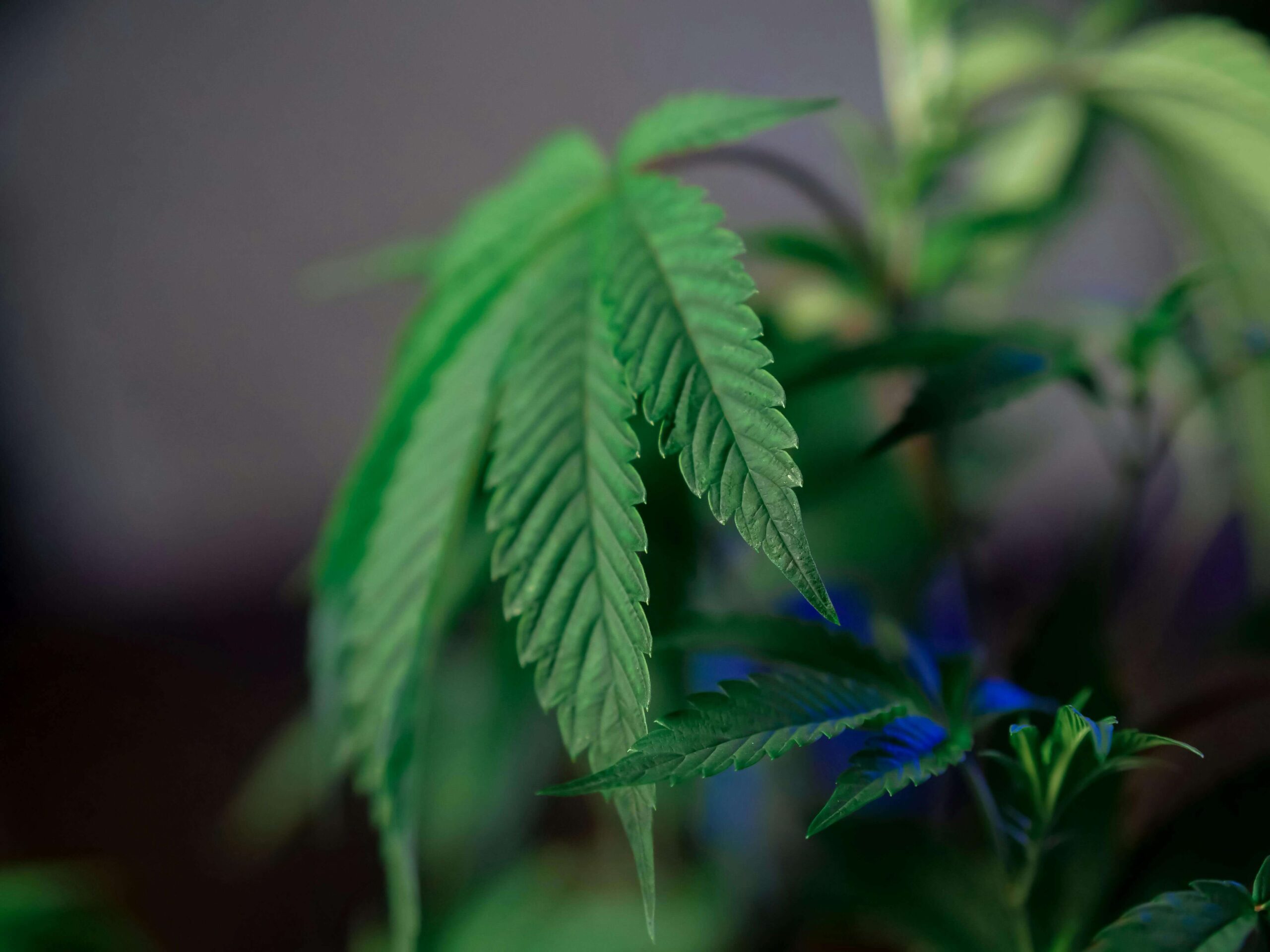 Grow-Smarter-Not-Harder-The-Power-of-High-Yield-Cannabis-Clones