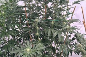 High-quality-cannabis-clones.